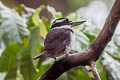 Sombre Kingfisher Todiramphus funebris