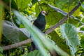 Sula Cuckoo-Dove Turacoena sulaensis (Solilongan Cuckoo-Dove)