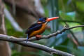 Sula Dwarf Kingfisher Ceyx wallacii