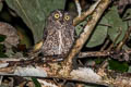 Sula Scops Owl Otus sulaensis