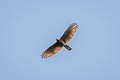 Sulawesi Hawk-Eagle Nisaetus lanceolatus