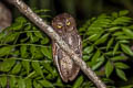 Sulawesi Scops Owl Otus manadensis manadensis