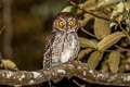 Sulawesi Scops Owl Otus manadensis mendeni