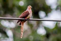 Sultan's Cuckoo-Dove Macropygia doreya albiceps