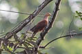 Sultan's Cuckoo-Dove Macropygia doreya albiceps