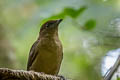 Vogelkop Bowerbird Amblyornis inornata