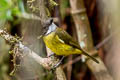 Vogelkop Whistler Pachycephala meyeri