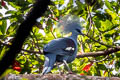 Western Crowned Pigeon Goura cristata