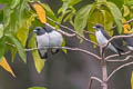 White-breasted Woodswallow Artamus leucorynchus leucopygialis