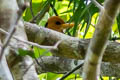 Yellow-billed Kingfisher Syma torotoro torotoro