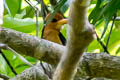 Yellow-billed Kingfisher Syma torotoro torotoro