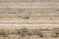 Asian Houbara Chlamydotis macqueenii