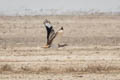 Asian Houbara Chlamydotis macqueenii