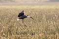 Stork, Asian Woolly-necked