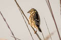 Black-breasted Weaver Ploceus benghalensis