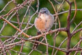 Common Babbler Argya caudata eclipes