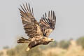 Eastern Imperial Eagle Aquila heliaca