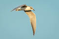 Gull-billed Tern Gelochelidon nilotica nilotica