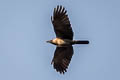 House Crow Corvus splendens zugmayeri