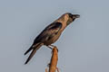 House Crow Corvus splendens zugmayeri