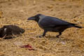 Indian Jungle Crow Corvus culminatus