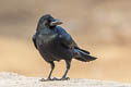 Indian Jungle Crow Corvus culminatus