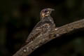 Jungle Nightjar Caprimulgus indicus indicus