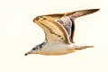 Pallas's Gull Ichthyaetus ichthyaetus