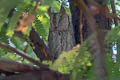 Indian Scops Owl Otus bakkamoena marathae