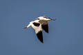 Pied Avocet Recurvirostra avosetta