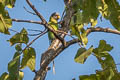 Plum-headed Parakeet Psittacula cyanocephala