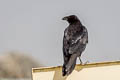 Punjab Raven Corvus corax subcorax