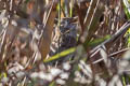 Rufous-vented Grass Babbler Laticilla burnesii burnesii (Rufous-vented Prinia)