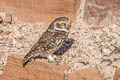 Spotted Owlet Athene brama indica