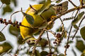 Yellow-footed Green Pigeon Treron phoenicopterus phoenicopterus