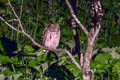 Blackiston's Fish Owl Ketupa blakistoni blakistoni