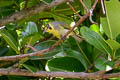 Bonin White-eye Apalopteron familiare familiare