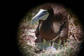 Brown Booby Sula leucogaster plotus