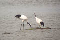 Red-crowned Crane Grus japonensis