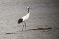 Red-crowned Crane Grus japonensis