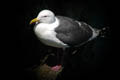 Slaty-backed Gull Larus schistisagus