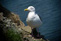 Slaty-backed Gull Larus schistisagus