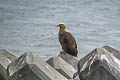 White-tailed Eagle Haliaeetus albicilla albicilla