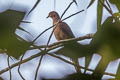 Barred Cuckoo-Dove Macropygia unchall unchall