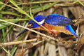 Blue-eared Kingfisher Alcedo meninting meninting