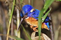 Blue-eared Kingfisher Alcedo meninting meninting