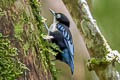 Blue Nuthatch Sitta azurea expectata 