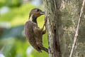 Buff-necked Woodpecker Meiglyptes tukki tukki
