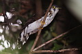 Moustached Hawk-Cuckoo Hierococcyx vagans