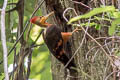 Orange-backed Woodpecker Chrysocolaptes validus xanthopygius